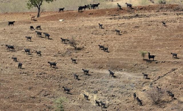 All of Marathwada’s 8,522 villages are reeling under drought. Not just humans, even animals such as goats and sheep find it hard to find food in the parched region. (Satish Bate/hindustan times)