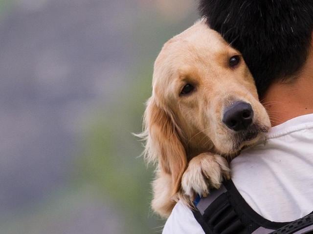 why do dogs love cuddling