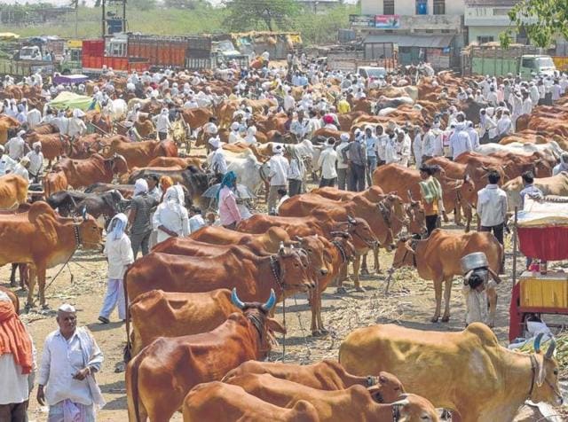 Cattle being traded at a weekly market at Parbhani in Marathwada. (Satish Bate/HT Photo) Cattle being traded at a weekly market at Parbhani in Marathwada. (Satish Bate/HT Photo)