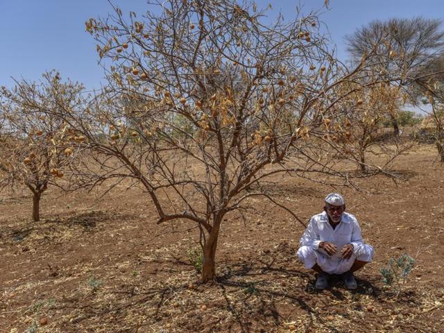 The water-guzzling sugarcane crop, a mainstay in the region, has been badly hit as well. A helpless farmer sits below a dried lime tree, wondering when the conditions will improve. (Satish Bate/Hindustan Times)