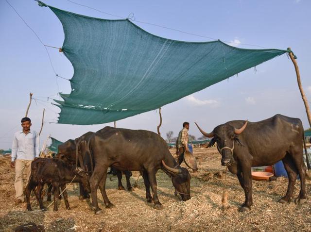 Scarcity of fodder forces many villagers to leave their cattle at government-run cattle centres. But even there, food and water are in short supply. (Satish Bate/Hindustan Times)