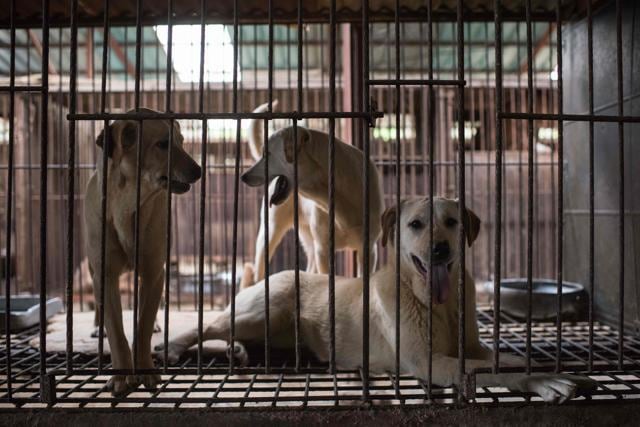 Dogs sit in a cage during a publicised rescue event involving the closure of a dog farm organised by Humane Society International (HSI) in Wonju, south East of Seoul on April 27, 2016. (AFP Photo) Dogs sit in a cage during a publicised rescue event involving the closure of a dog farm organised by Humane Society International (HSI) in Wonju, south East of Seoul on April 27, 2016. (AFP Photo)