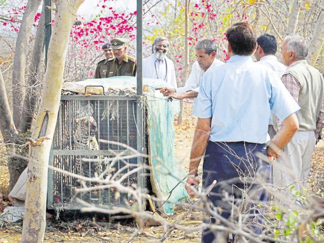 Forest officials captured a four-year-old leopard from a farmhouse in Sohna in March 2008.(HT File Photo) Forest officials captured a four-year-old leopard from a farmhouse in Sohna in March 2008.(HT File Photo)