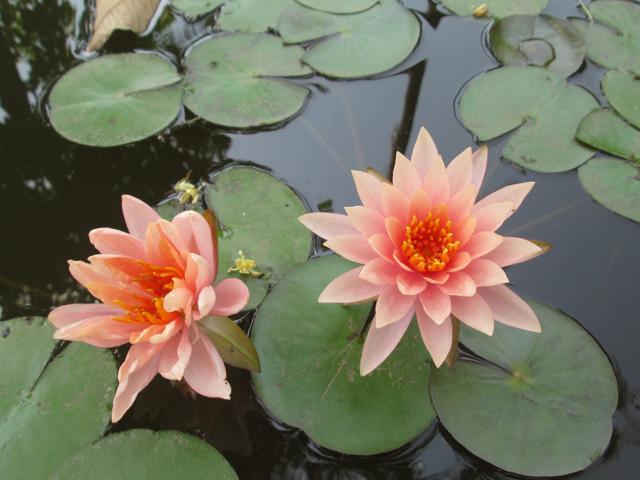 All garden lights and water pumps for the ponds run on solar energy. (CENTRE FOR ENVIRONMENTAL RESEARCH AND EDUCATION)
