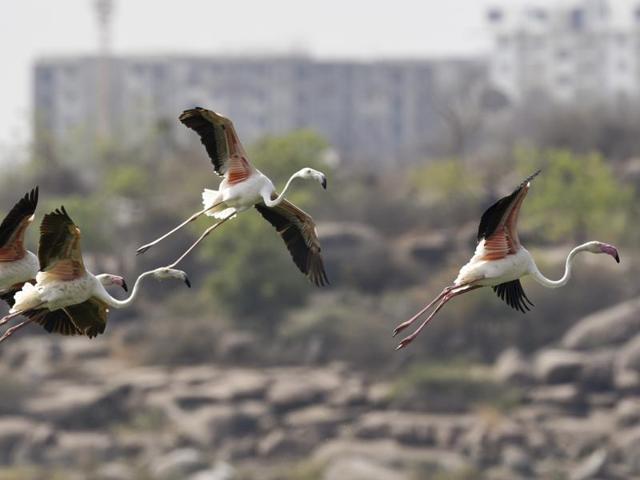 The lake in Medak district, about 30km from Hyderabad, has turned out to be an oasis in the dry state. (Sanjeev Verma/HT Photo)