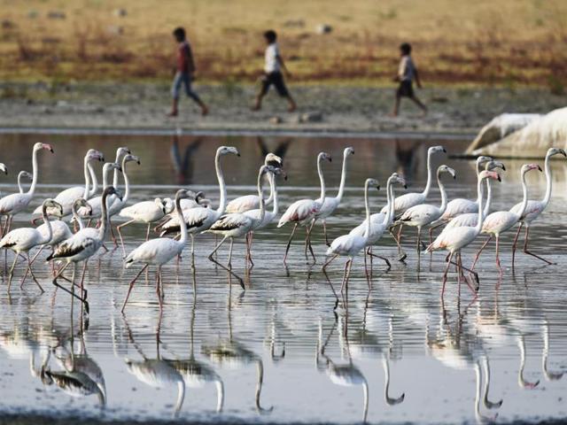 Flamingos arrive at the Ameenpur Lake in Hyderabad. (Sanjeev Verma/HT Photo)
