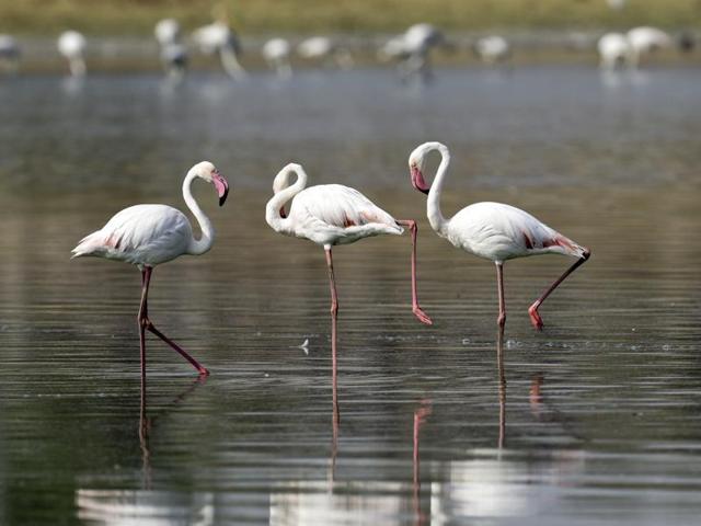 Bird watchers say Ameenpur lake is attracting the birds since Osmansagar, Himayatsagar, Singur and Manjeera reservoirs, which meet the needs of drinking water of Hyderabad, have dried up. (Sanjeev Verma/ HT Photo)
