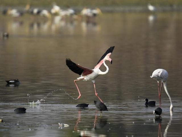 After the drought affected Maharashtra and Gujarat the Flamingos arrived at the Ameenpur Lake, in Hyderabad. (Sanjeev Verma/HT Photo)