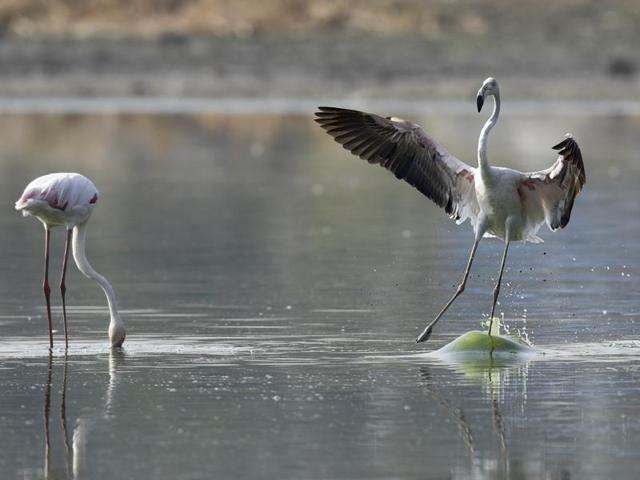 The area is rich in flora and fauna, attracting flamingos, pelicans, painted storks, gray herons and other migratory birds in addition to dozens of native species. (Sanjeev Verma/ HT Photo)