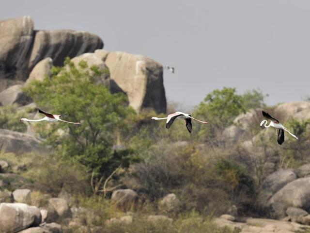 Other water bodies in Medak district, such as the Patancheru Lake and ICRISAT Lake, have also gone dry. (Sanjeev Verma/HT Photo)