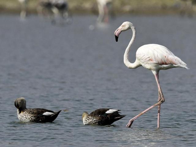 Members of two different groups -- the Birdwatchers’ Society of Andhra Pradesh and Hyderabad Birding Pals -- spotted many migratory and resident birds at the lake spread over 100 acres. (Sanjeev Verma/HT Photo)