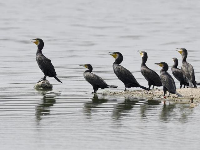 The area is rich in flora and fauna, attracting flamingos, pelicans, painted storks, gray herons and other migratory birds in addition to dozens of native species. (Sanjeev Verma/HT Photo)
