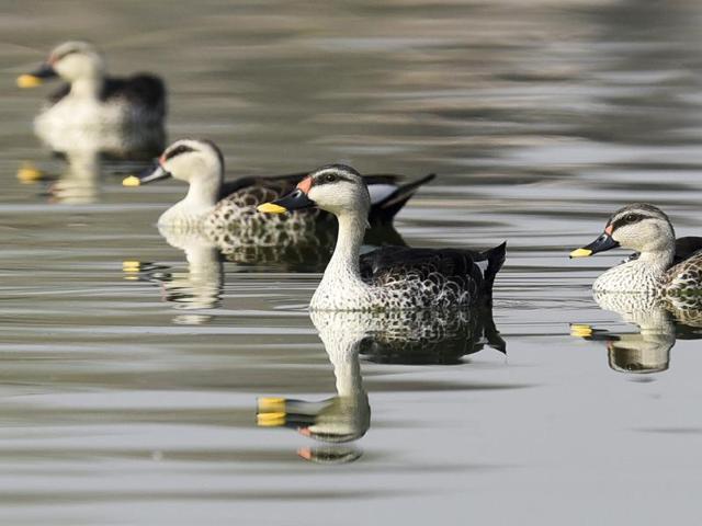 Bird-watchers say the Ameenpur lake has been attracting birds as the Osmansagar, Himayatsagar, Singur and Manjeera reservoirs, have dried up. (Sanjeev Verma/HT Photo)