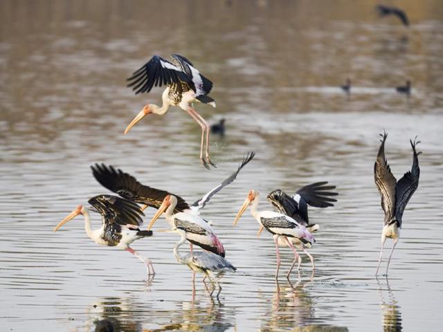 Painted stork at the Ameenpur lake in Hyderabad. (Sanjeev Verma/HT Photo)