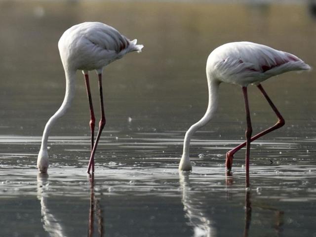 After the drought affected Maharashtra and Gujarat the Flamingos arrived at the Ameenpur Lake, in Hyderabad. (Sanjeev Verma/HT Photo)