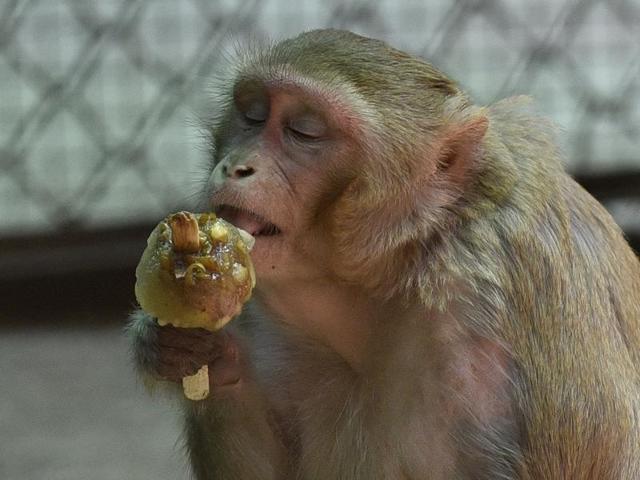 A monkey enjoys an ice cream at  Byculla Zoo. (Arijit Sen/HT Photo) 