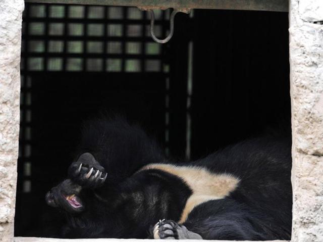 A bear rests under a shed at ChattBir Zoo near Chandigarh on a hot summer afternoon. (Ravi Kumar/HT Photo) 
