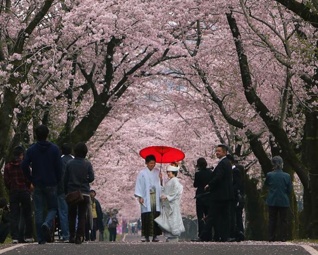 There’s a philosophical element to the sakura obsession, and the notion of evanescence is integral to Japanese aesthetics (Getty Images) There’s a philosophical element to the sakura obsession, and the notion of evanescence is integral to Japanese aesthetics (Getty Images)