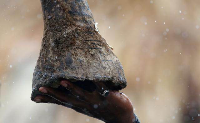 A Kenya Wildlife Service (KWS) ranger holds the horn of a rhino. (REUTERS)