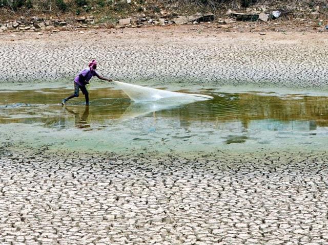 A fisherman attempts to catch fish  out of an  almost dried up breeding pond in order to shift them  to another pond.  (Diwakar Prasad/HT Photo) 