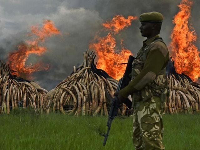 A Kenya Wildlife Service (KWS) ranger stacks elephant tusks, part of an estimated 105 tons of confiscated ivory to be set ablaze, onto a pyre at Nairobi National Park near Nairobi, Kenya. (REUTERS)