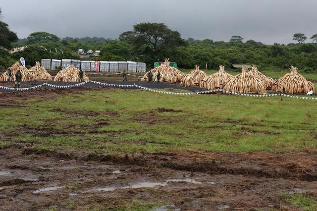 A general view shows stacks of elephant tusks to be burnt. (Reuters)