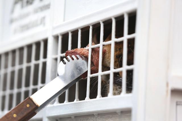 A former circus lion is given a piece of meat to lick, held outside its cage to help sooth it before it's transported to South Africa. (AP Photo) A former circus lion is given a piece of meat to lick, held outside its cage to help sooth it before it's transported to South Africa. (AP Photo)