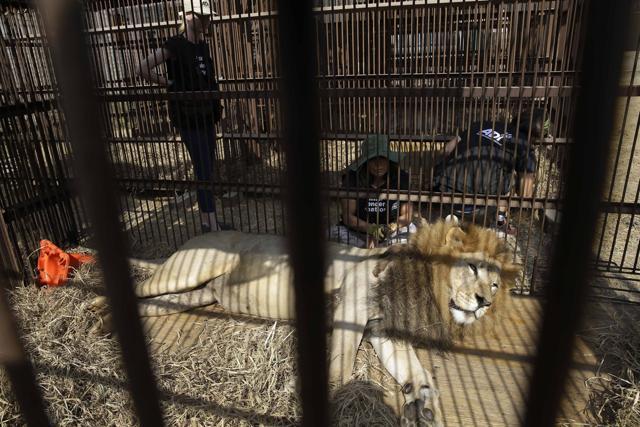 A former circus lion rests in a cage on the outskirts of Lima, Peru. (AP Photo) A former circus lion rests in a cage on the outskirts of Lima, Peru. (AP Photo)