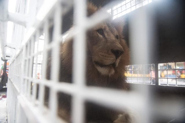 African lions born in captivity in Peru are embarked for Johannesburg, South Africa, in Lima. (AFP Photo) African lions born in captivity in Peru are embarked for Johannesburg, South Africa, in Lima. (AFP Photo)
