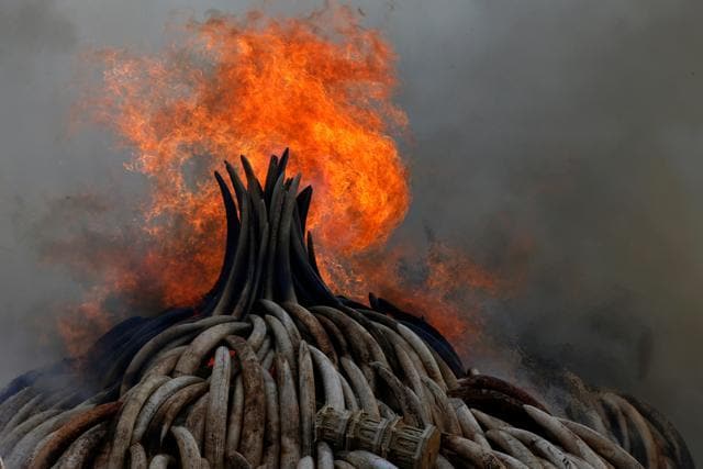It was around 105 tonnes of ivory and a tonne of rhino horn. (REUTERS)
