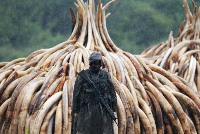 A Kenyan Wildlife Service (KWS) ranger stands guard in the rain near stacks of elephant tusks. (REUTERS)