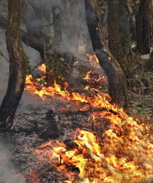 Fire rages in a forest of Gorkhyakhal near Pauri. (Arvind Moudgil /HT Photo)