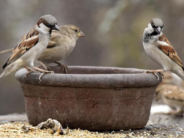 Here's how you can help birds this summer in Delhi! | Hindustan Times