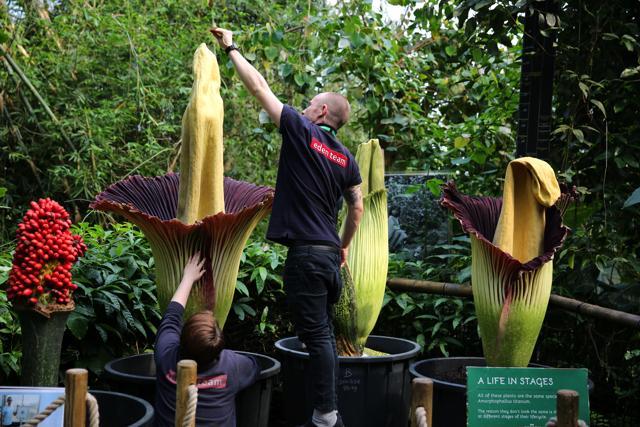 Eden narrators Shannon Mcgall (crouching) and Lewis Lowe measure the titan arum. (HT Photo) Eden narrators Shannon Mcgall (crouching) and Lewis Lowe measure the titan arum. (HT Photo)