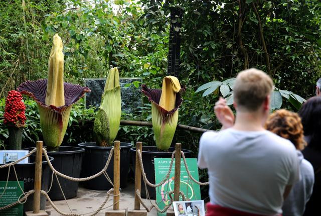 Crowds gather around Eden’s titan arums. (HT Photo) Crowds gather around Eden’s titan arums. (HT Photo)
