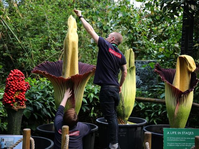 The three Eden Project titan arums side-by-side in the Rainforest Biome. (HT Photo) The three Eden Project titan arums side-by-side in the Rainforest Biome. (HT Photo)