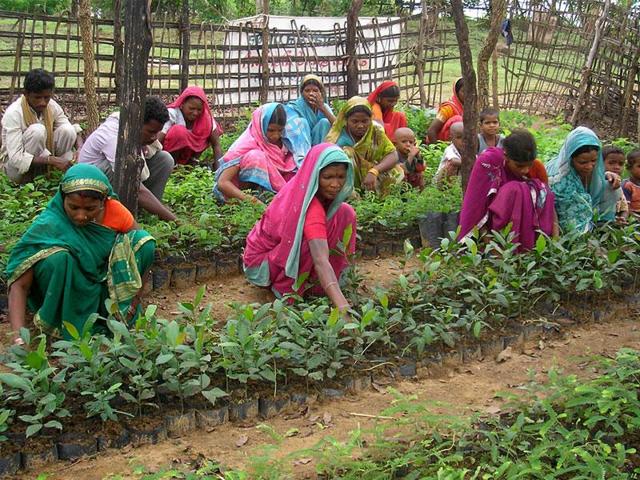 The tribals have planted nearly 10,000 trees in the forest areas over last six years. (Pic for representation) The tribals have planted nearly 10,000 trees in the forest areas over last six years. (Pic for representation)