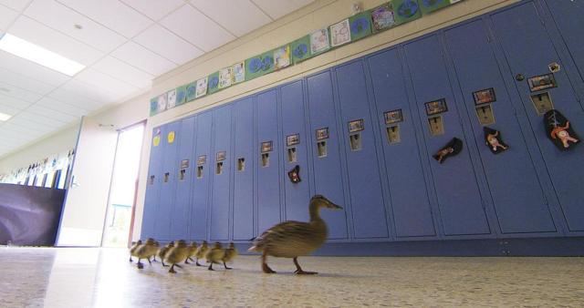 Vanessa has returned to the Village Elementary school courtyard to lay her eggs for the past 13 years. (AP Photo)