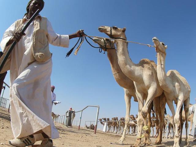 Deep in Qatari desert, a hospital dedicated to camels | Hindustan Times