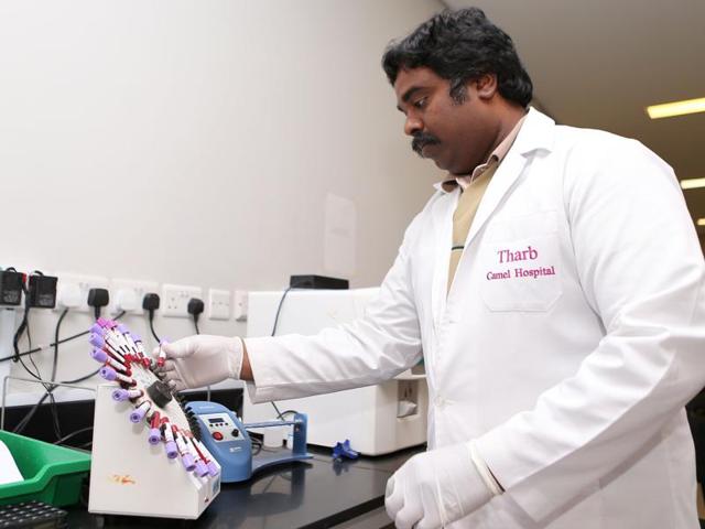 A man works at the laboratory at the Tharb camel hospital in the Qatari desert. (AFP) 