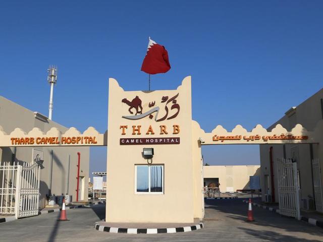 A general view outside the Tharb camel hospital. (AFP) 