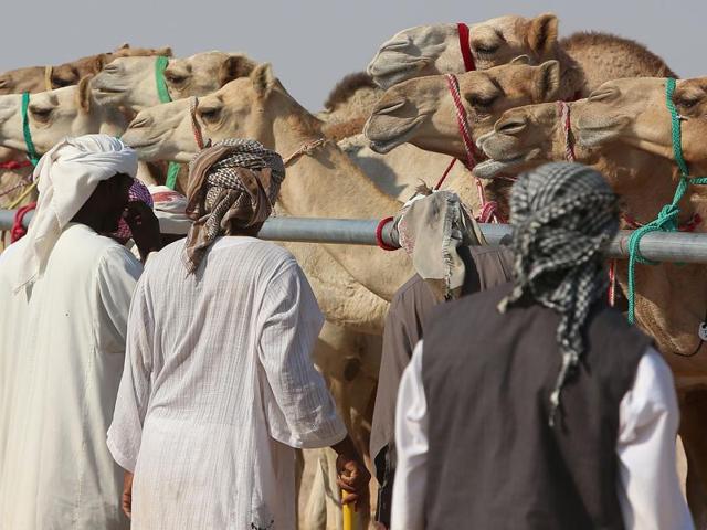 The idea is to eventually to breed and house top-level camels. (AFP) 