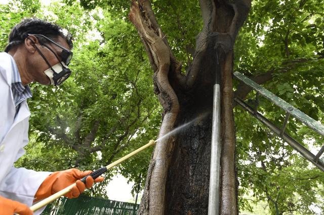 Affected portions are treated with pesticides and the bark is supported with an iron rod. (Arvind Yadav/Hindustan Times)
