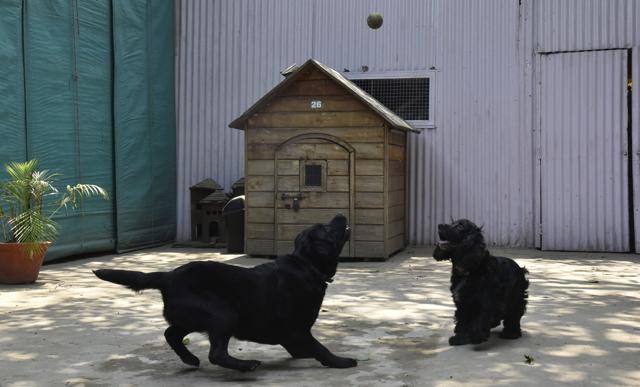At these places, as parents enjoy a hot cup of tea or a book, their babies can take a dip in the pool or soak up the winter sun in the lawns. (Tribhuwan Sharma/ HT Photos) At these places, as parents enjoy a hot cup of tea or a book, their babies can take a dip in the pool or soak up the winter sun in the lawns. (Tribhuwan Sharma/ HT Photos)