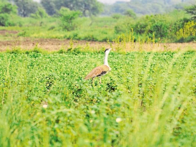 Great Indian bustard among 39 endangered species in Rajasthan - Hindustan  Times
