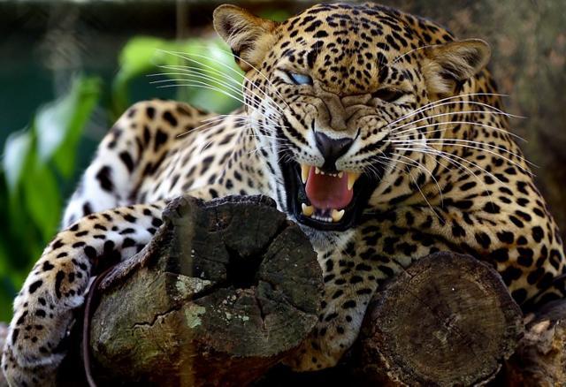 A Sri Lankan leopard is pictured at a zoo in Dehiwala near Colombo. (AFP) A Sri Lankan leopard is pictured at a zoo in Dehiwala near Colombo. (AFP)