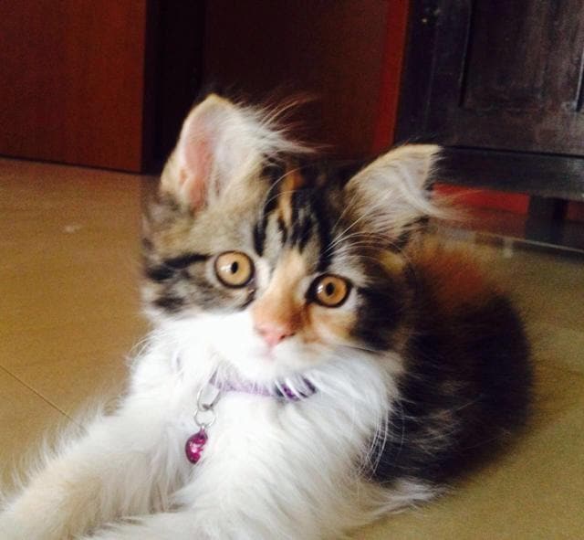 Richa Chadha’s cat Kamali. (Instagram) Richa Chadha’s cat Kamali. (Instagram)