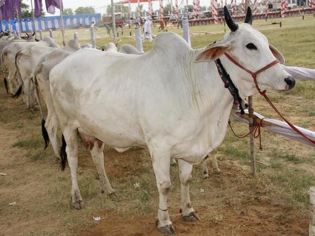 Haryana is all set to host a cow show at International Institute of Veterinary Education and Research in Bahu Akbarpur village of Rohtak district on May 6 and 7.(Manoj Dhaka/HT) Haryana is all set to host a cow show at International Institute of Veterinary Education and Research in Bahu Akbarpur village of Rohtak district on May 6 and 7.(Manoj Dhaka/HT)