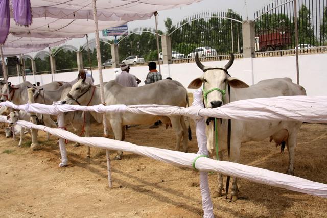 Cattle owners have started thronging the venue. (Manoj Dhaka/HT)