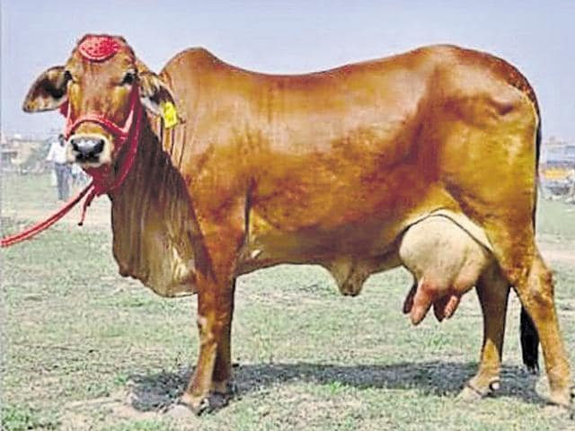 The Sahiwal breed of cows is tolerant to heat and resistant to disease.(HT Photo)